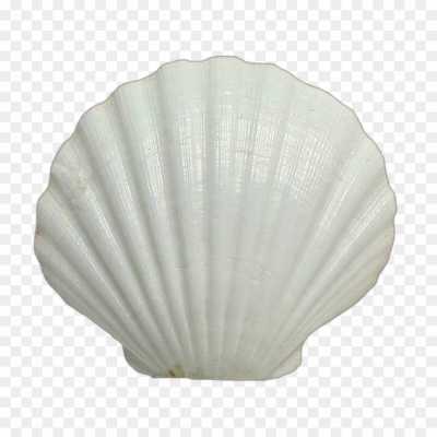 seashell-backing-Isolated-Transparent-PNG-GZWCS00I.png