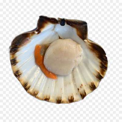 seashell-backing-No-Background-Isolated-Transparent-Image-PNG-99WOJJEW.png