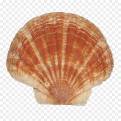 seashell-backing-No-Background-Isolated-Transparent-Image-PNG-KFCNZ1O3.png