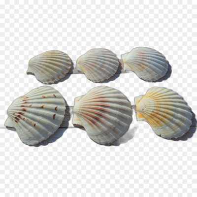 seashell-backing-No-Background-Isolated-Transparent-PNG-U9BO0R3D.png