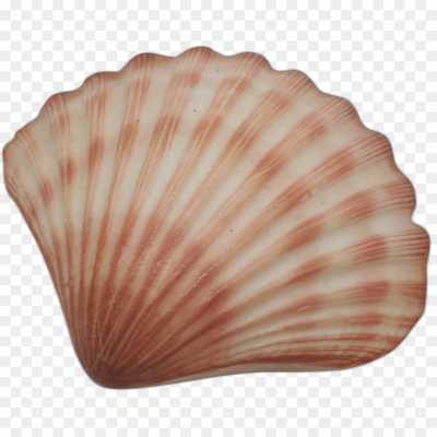 seashell-backing-PNG-Clip-Art-6T2Y89XP.png