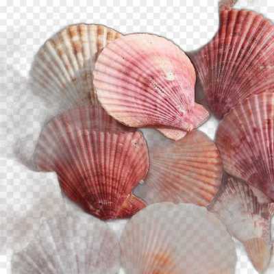 seashell-backing-Transparent-Background-PNG-434RIIZF.png