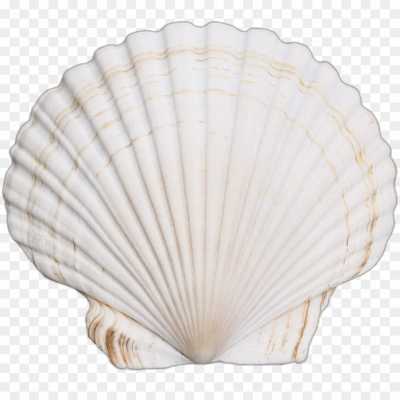 seashell-backing-Transparent-Background-PNG-D7HIW5JV.png PNG Images Icons and Vector Files - pngsource