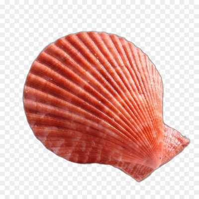 seashell-backing-Transparent-HD-Image-PNG-isolated-09I2V0N8.png