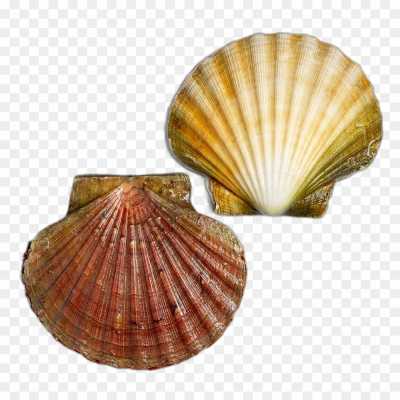 seashell-backing-Transparent-HD-Resolution-Image-PNG-NLJOH1T9.png