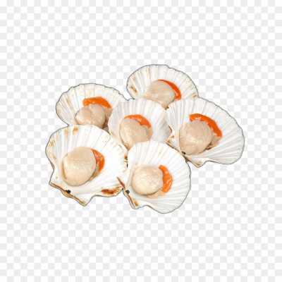 seashell-backing-Transparent-HD-Resolution-PNG-04BQ596K.png