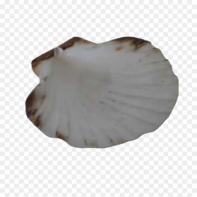 seashell-backing-Transparent-High-Resolution-PNG-LT3AEVH4.png