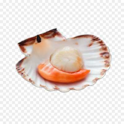 seashell-backing-Transparent-Image-PNG-Download-1XYVXCW5.png