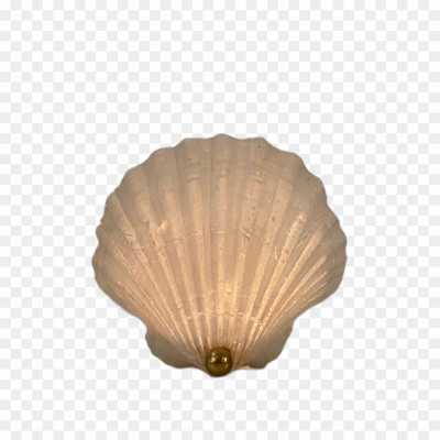 seashell-backing-Transparent-Isolated-HD-Image-PNG-18NL4TK0.png
