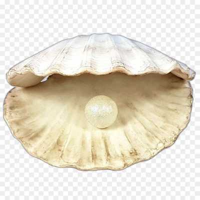 seashell-backing-Transparent-Isolated-Image-PNG-4OUX9YOS.png