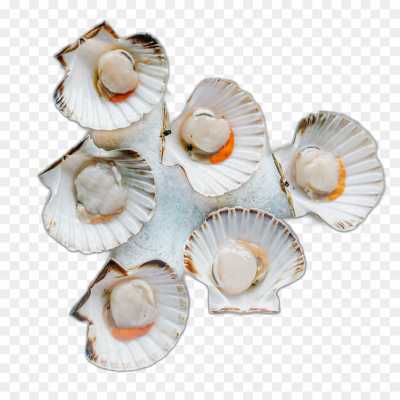seashell-backing-Transparent-Isolated-PNG-HFW7AVIG.png