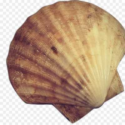 seashell-backing-Transparent-Isolated-PNG-P0GZVN80.png