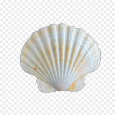 seashell-backing-Transparent-PNG-High-Resolution-UNN2U0ZS.png