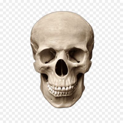 Skull Head, Human Skull, Anatomy, Death, Symbol, Skeletal, Macabre, Gothic, Halloween, Pirate, Skull And Crossbones, Danger, Mortality, Anatomy Study, Skull Art