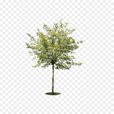 tree png image hd_9203920.png