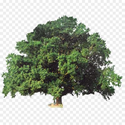 tree png image hd_9203920423.png