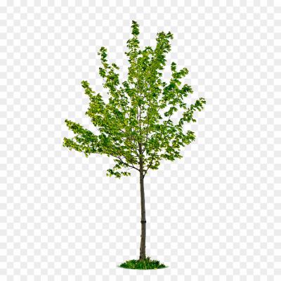 tree png image hd_9205465.png