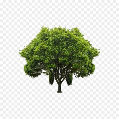Tree, Plant, Woody, Perennial, Trunk, Branches, Leaves, Roots, Bark, Photosynthesis, Oxygen, Shade, Habitat, Ecosystem, Nature, Green, Growth, Wood, Timber, Canopy, Wildlife, Carbon Dioxide, Shade, Oxygen, Environment, Foliage, Fruits, Flowers, Shade, Biodiversity, Ecosystem, Natural Resources.