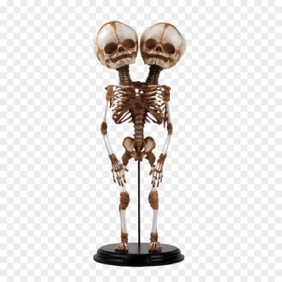 skeleton, haddi, kankal