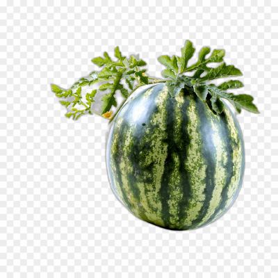 watermelon-vine-Pngsource-UTU82VCK.png