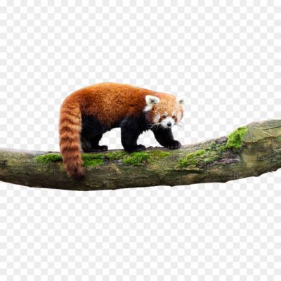 Keywords: Red Panda, Ailurus Fulgens, Endangered Species, Mammal, Bamboo, Himalayas, Arboreal, Carnivorous, Cute, Furry, Red Fur, Black And White Face Markings, Small Size, Tail, Climber, Solitary, Nocturnal, Bamboo Shoots, Forest Habitat, Conservation, Protected Species.
